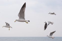 酒類免許を申請してみた